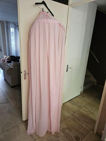 Klamboe rose  beschikbaar voor biedingen