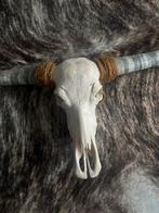 Dieren Schedel met Hoorns, Ophalen of Verzenden, Gebruikt