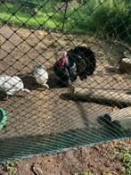 Trio kalkoenen te koop, Dieren en Toebehoren, Pluimvee, Meerdere dieren, Kalkoen