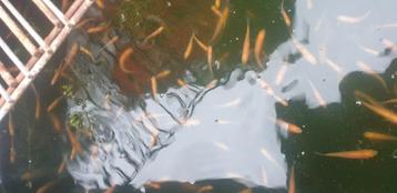 Elritsen Goudelrits beschikbaar voor biedingen