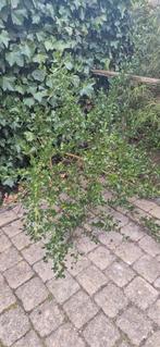 Amerikaanse sering struik, Ophalen, Overige soorten, Struik, Minder dan 100 cm