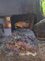 apistogramma hongsloi,, Vis