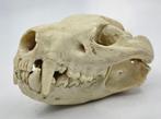 Replica schedel Tasmaanse duivel PREPARATENSHOP, Ophalen of Verzenden, Zo goed als nieuw, Schedel