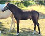 ## SUPER MOOIE NRPS VALK JAARLING HENGST ##, Dieren en Toebehoren, Pony's, Niet van toepassing, 0 tot 2 jaar, Hengst, Recreatiepony