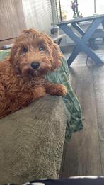Mini Australian labradoodle (gastgezin gezocht), Dieren en Toebehoren, Rabiës (hondsdolheid), 8 tot 15 weken, Teef, Meerdere