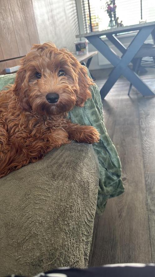 Mini Australian labradoodle (gastgezin gezocht), Dieren en Toebehoren, Honden | Niet-rashonden, Klein, Teef, Fokker | Hobbymatig