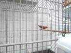 Vuurvinken man tekoop gevraagd, Dieren en Toebehoren, Vogels | Overige Vogels, Mannelijk, Tropenvogel, Geringd