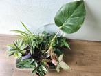 diverse kamerplanten, Huis en Inrichting, Kamerplanten, Ophalen, Overige soorten, Minder dan 100 cm