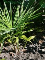 Trachycarpus fortunei. 4 jarige vaste planten. Winterhard, Tuin en Terras, Planten | Tuinplanten, Ophalen, Overige soorten, Halfschaduw