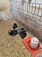 Cochin gepareld, Dieren en Toebehoren, Pluimvee, Mannelijk, Kip