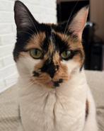 Maki zoekt een rustig huisje!, Dieren en Toebehoren, Katten en Kittens | Dekkaters, 0 tot 2 jaar