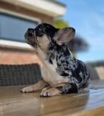 🩷 Super knappe, lieve franse bulldog teef 🩷, Dieren en Toebehoren, Honden | Bulldogs, Pinschers en Molossers, 15 weken tot 1 jaar