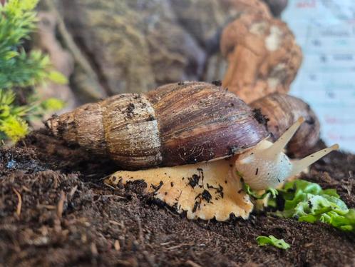 Agaatslak Afrikaanse reuzenslak +/- 10 cm groot, Dieren en Toebehoren, Reptielen en Amfibieën