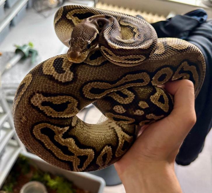 Koning pythons (hele collectie) Ball Python - unknown for sale from LynnHagen