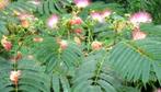 Zijdeboom / Albizia Julibrissin Rosea 10 x zaden, Ophalen, Gehele jaar, Zaad