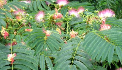 Zijdeboom / Albizia Julibrissin Rosea 10 x zaden, Tuin en Terras, Bloembollen en Zaden, Zaad, Gehele jaar, Ophalen
