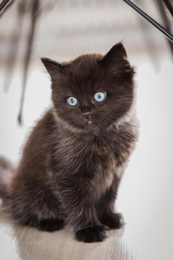 Nog 1 kitten Prachtige Ragdoll blue solid kitten (poesje), Dieren en Toebehoren, Katten en Kittens | Raskatten | Korthaar, Meerdere dieren