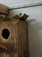 5 pyrrhura van eind 2024, Dieren en Toebehoren, Vogels | Parkieten en Papegaaien, Geslacht onbekend, Parkiet, Geringd