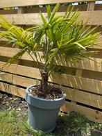 Palmboom, Ophalen, Bloeit niet, Volle zon, Palmboom