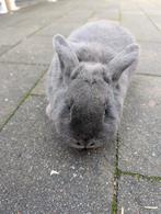 Lief mannetjes konijn 4 maanden oud, Dieren en Toebehoren, Konijnen, Mannelijk