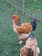Brahma haan buff, Dieren en Toebehoren, Pluimvee