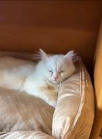 Prachtige witte Himalaya kater van 7 maanden – €600, Dieren en Toebehoren, Katten en Kittens | Raskatten | Korthaar, Poes, Ontwormd