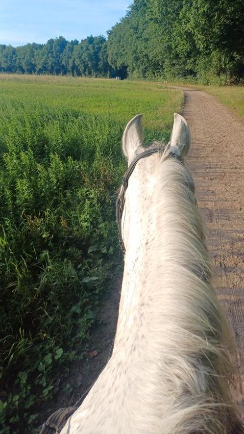 Nette stal hulp gezocht., Dieren en Toebehoren, Stalling en Weidegang