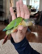 Te koop jonge Pyrrhura., Dieren en Toebehoren, Vogels | Parkieten en Papegaaien, Geslacht onbekend, Parkiet, Tam
