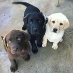 Gezocht: Labrador pup (teefje) – ophalen week 29/30, Dieren en Toebehoren, Honden | Retrievers, Spaniëls en Waterhonden, Teef