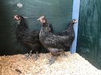 Jonge tamme Australorp kippen hennen gesekst en ingeënt