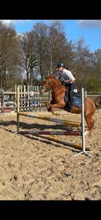 Mooie 6 jarige Ster d-pony en merrieveulen, Dieren en Toebehoren, Paarden, Merrie, Springpaard, Minder dan 160 cm, Gechipt