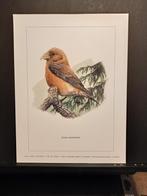 Kruisbek - Buzin - prent kunst  afmeting  18 x 24 cm, Verzamelen, Verzenden, 1980 tot heden, Zo goed als nieuw, Dier
