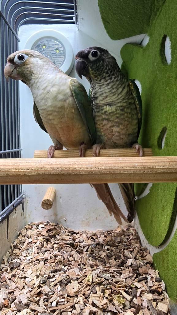 Zeer fors koppel Misty pyrrhura (zie beschrijving), Dieren en Toebehoren, Vogels | Parkieten en Papegaaien, Parkiet, Meerdere dieren