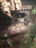 Koningspython met terrarium en uv lamp, Dieren en Toebehoren, Reptielen en Amfibieën, Slang, Met terrarium, 0 tot 2 jaar