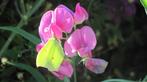 zaden Lathyrus latifolius roze, Voorjaar, Zaad, Verzenden, Volle zon