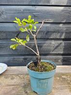 Chaenomeles speciosa " Pink trail", Ophalen of Verzenden, Volle zon, Overige soorten
