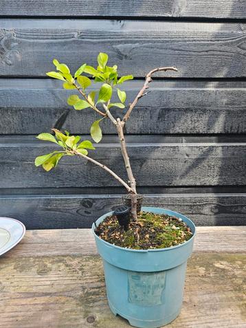 Chaenomeles speciosa " Pink trail"  beschikbaar voor biedingen