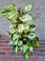 Epipremnum Manjula p17, Ophalen of Verzenden, Halfschaduw, Minder dan 100 cm