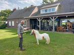 Prachtig mini Tinkertje, Dieren en Toebehoren, Pony's, Niet van toepassing, 0 tot 2 jaar, Hengst, A pony (tot 1.17m)