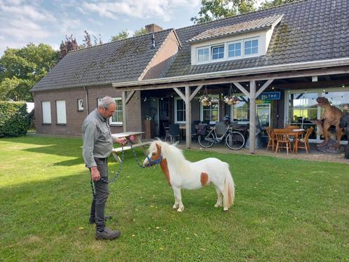 Prachtig mini Tinkertje, Dieren en Toebehoren, Pony's, Hengst, Niet van toepassing, A pony (tot 1.17m), Recreatiepony, 0 tot 2 jaar