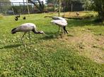 Jufferkraanvogel, Dieren en Toebehoren, Pluimvee, Meerdere dieren