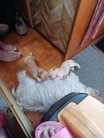Te koop kruising engelse spaniel, Dieren en Toebehoren, Honden | Retrievers, Spaniëls en Waterhonden, Meerdere, Meerdere dieren