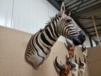 Opgezette Zebra Afrika - Nieuw Preparaat!, Ophalen of Verzenden, Nieuw, Wild dier, Opgezet dier