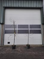 Fruitbomen – appel, peer en pruim in pot, vruchtdragend, Ophalen, Lente, Volle zon, In pot