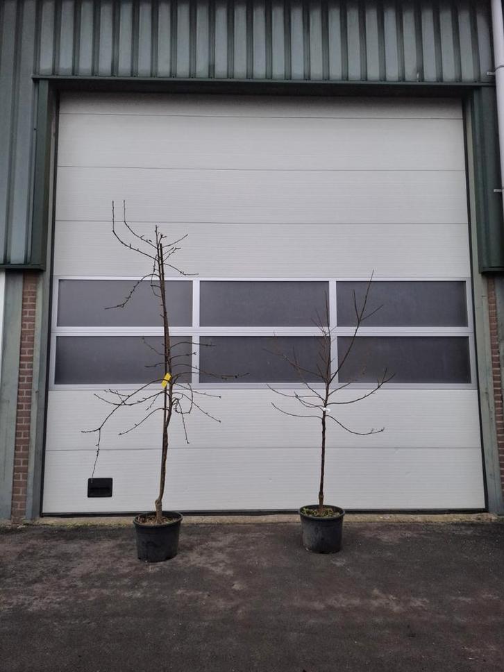 Fruitbomen – appel, peer en pruim in pot, vruchtdragend, Tuin en Terras, Planten | Fruitbomen, 100 tot 250 cm, Volle zon, Lente