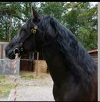 Verzorgpaard/bijrijd paard aangeboden, Dieren en Toebehoren, Ophalen