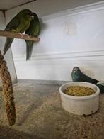 kakariki jongen olijf bont en blauw bond, Vrouwelijk, Parkiet, Geringd
