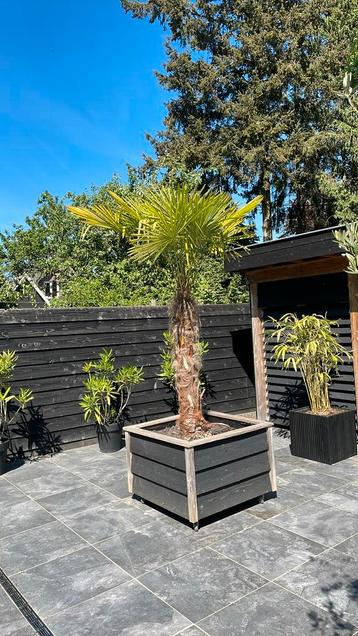 Palmboom inclusief pot op wieltjes beschikbaar voor biedingen