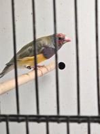 2 gouldamadine mannen, Dieren en Toebehoren, Vogels | Overige Vogels, Mannelijk, Tropenvogel, Geringd