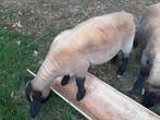 Suffolk ooilammeren, Dieren en Toebehoren, Vrouwelijk, Schaap, 0 tot 2 jaar